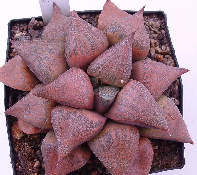 多肉家族中多肉家族中水灵清澈的康平寿