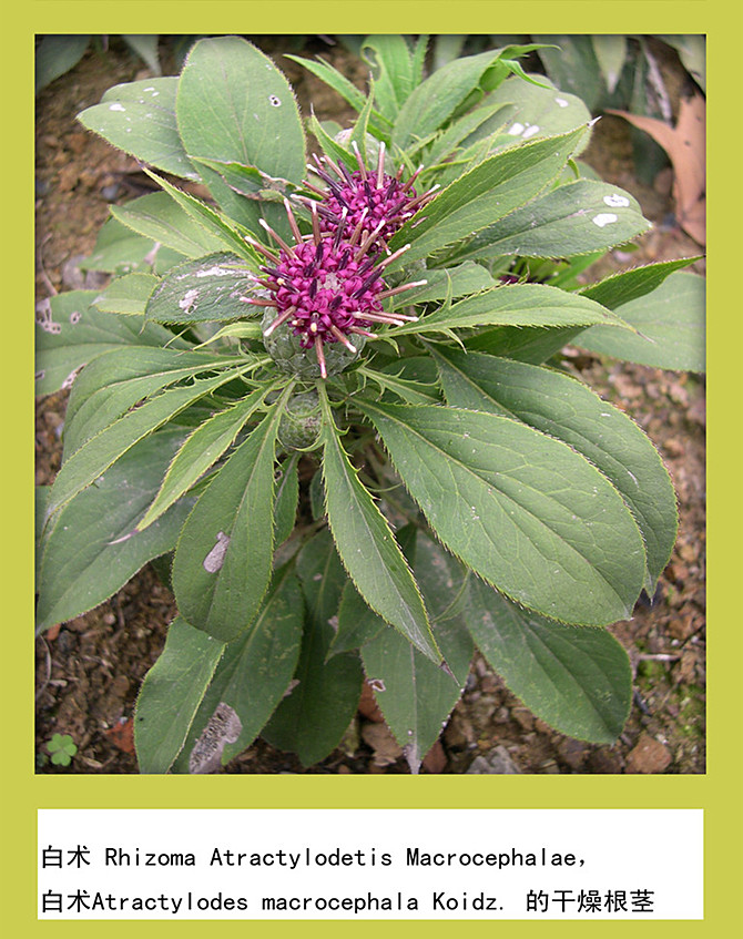 野草中的"刺头",被称为草药之王,用它炖汤滋补保健