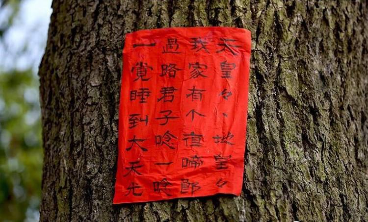 椿树:传说中的百树之王
