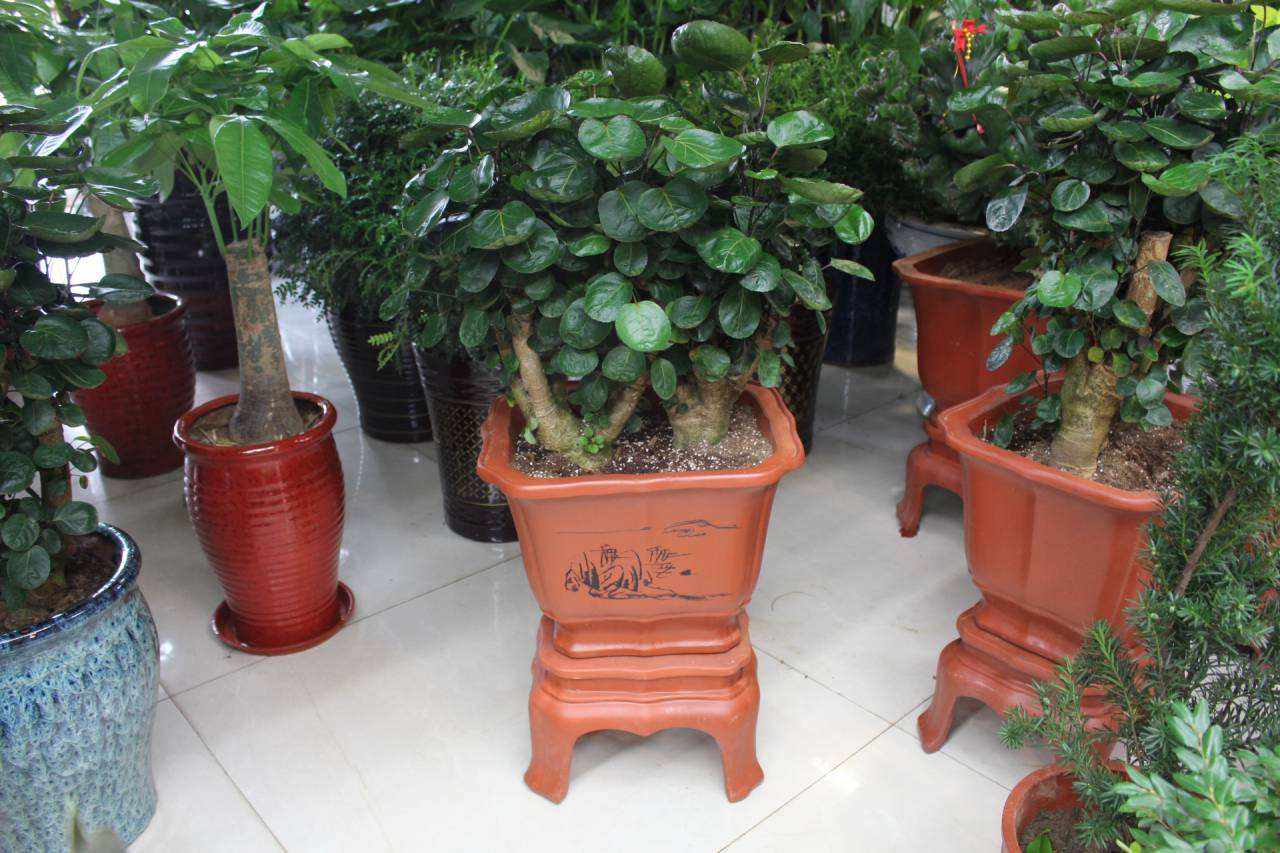 这种植物名叫"金钱兜",寓意比发财树还好,抓紧养上一盆!