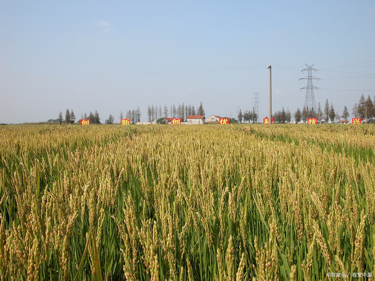 优良食味晚粳稻品种——南粳46