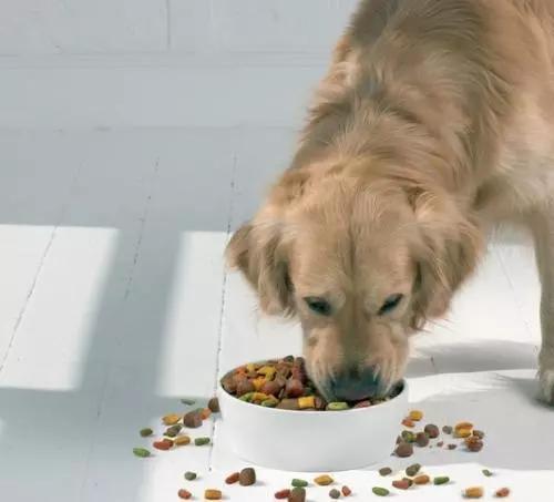 餵狗狗吃零食只會更加挑食?事實並不是這樣!