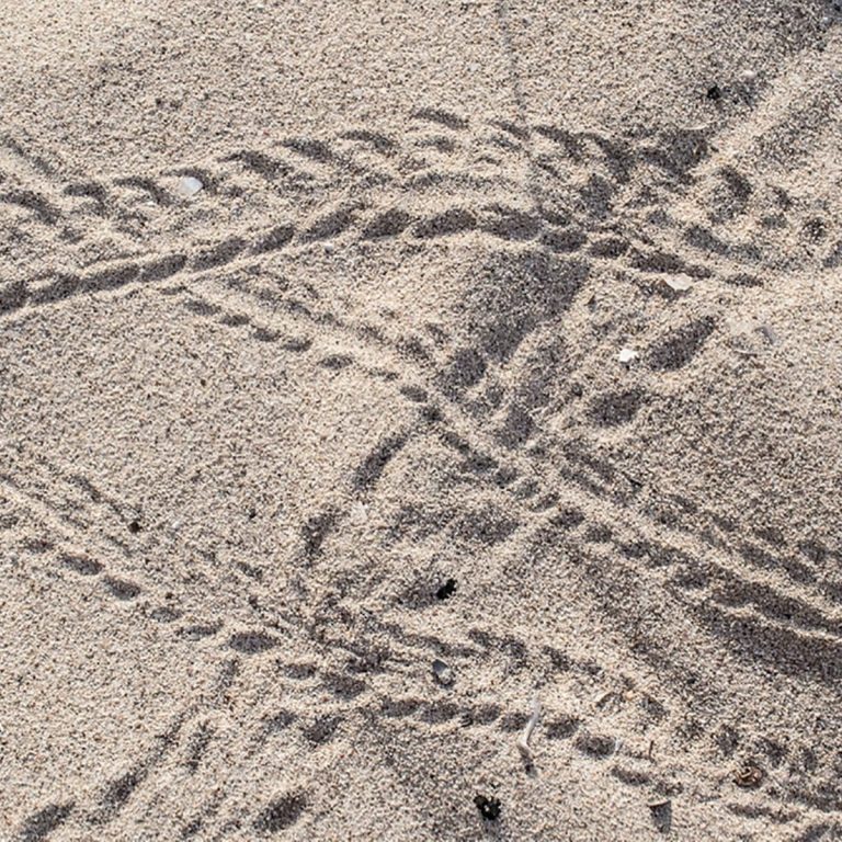 您能根据这些脚印猜出是什么动物吗?