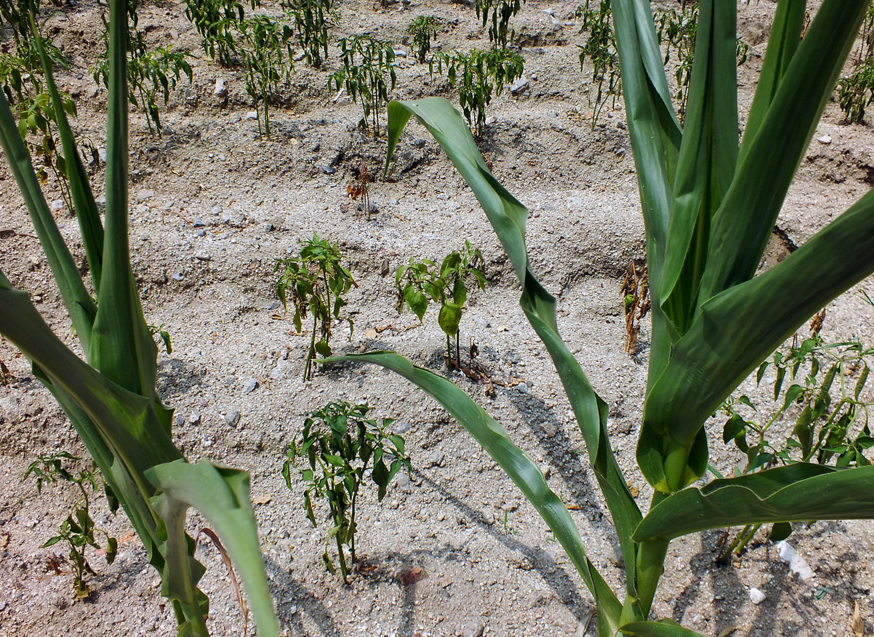 水稻细菌性褐条病是由水稻黄单胞菌引起的,主要症状为叶片出现褐色