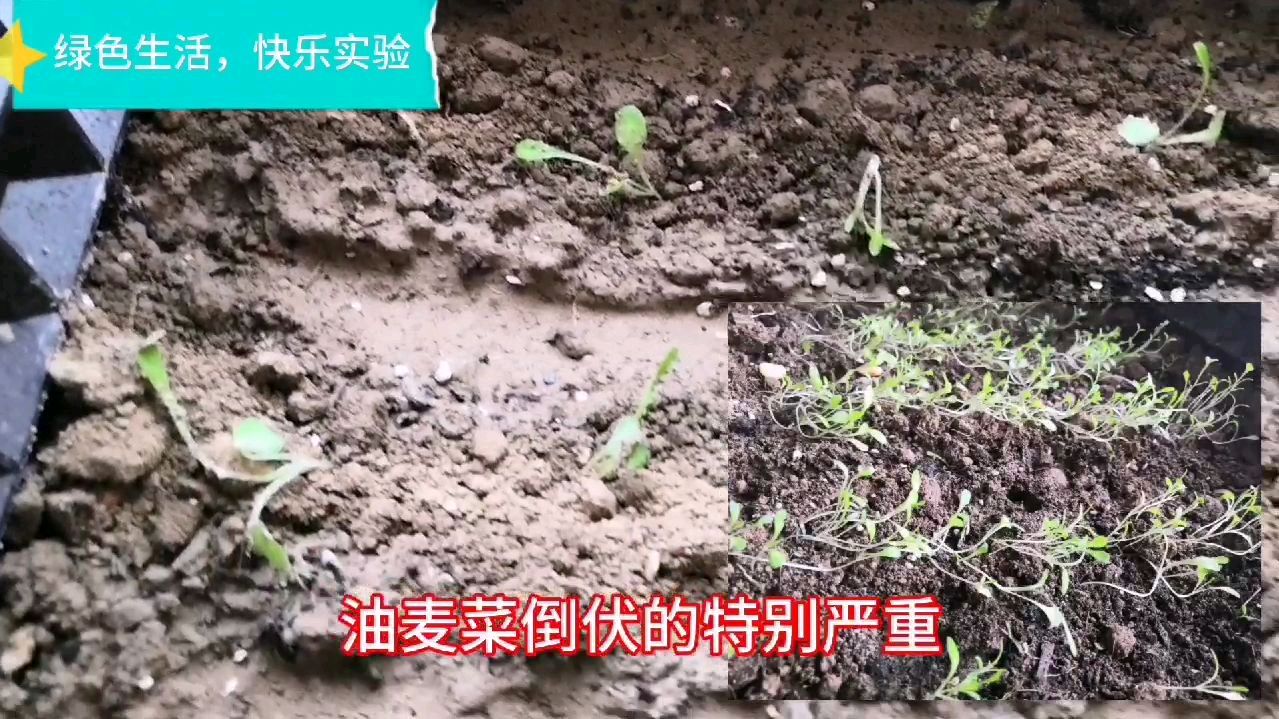 劳动最快乐,祝大家节日快乐!今天把油麦菜进行移栽
