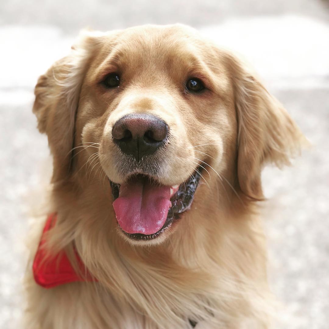 大金毛看见妈妈伸手摸向小主人,嫉妒心泛滥,一怒之下伸爪