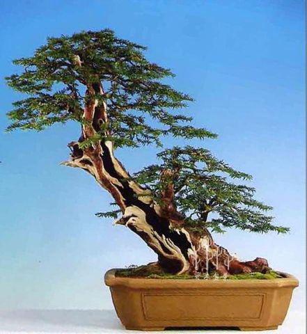 爱木盆景i 普通紫杉盆景桩材大变身,舍利雕刻是重点,这才是高手