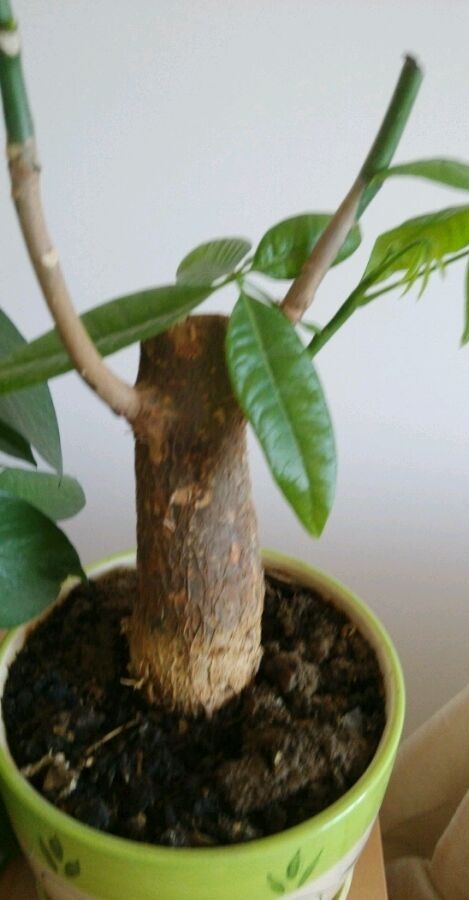 老花匠透露:发财树烂根别扔,做这"3步",30天后又发芽!