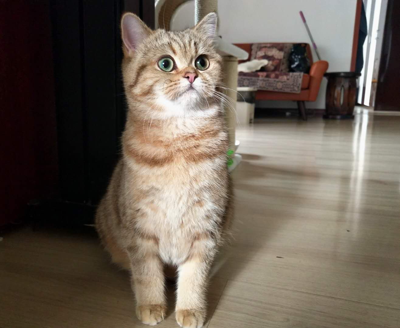 多猫家庭中猫咪如何确立自己的领导者地位?它如何面对潜在地威胁