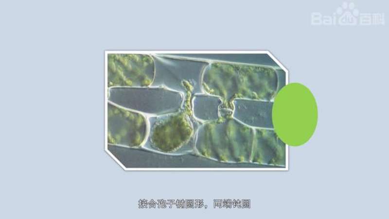 原来假根水绵长这样,科技,科普,好看视频