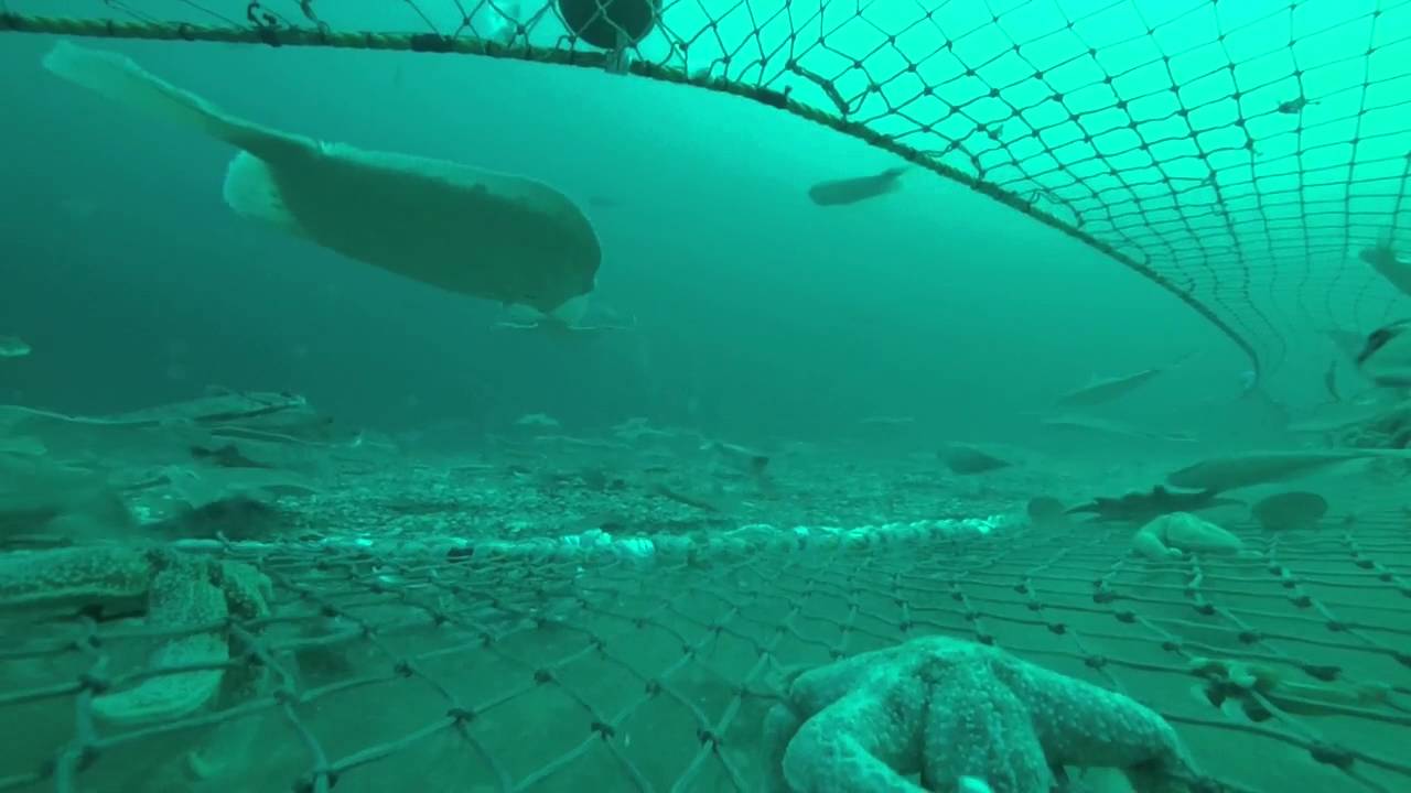 海底拖网船,收一次网几吨鱼虾,在海底这样工作