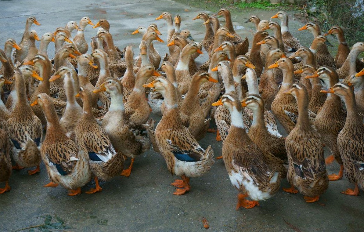 鸭场的环境很重要,尤其是温度和卫生,一定要注意