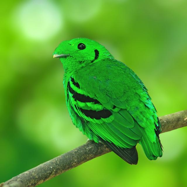 常见翠绿色的鸟图片