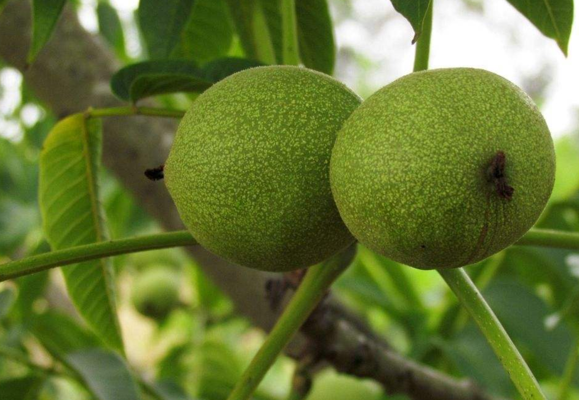 核桃树 - 优质问答专区