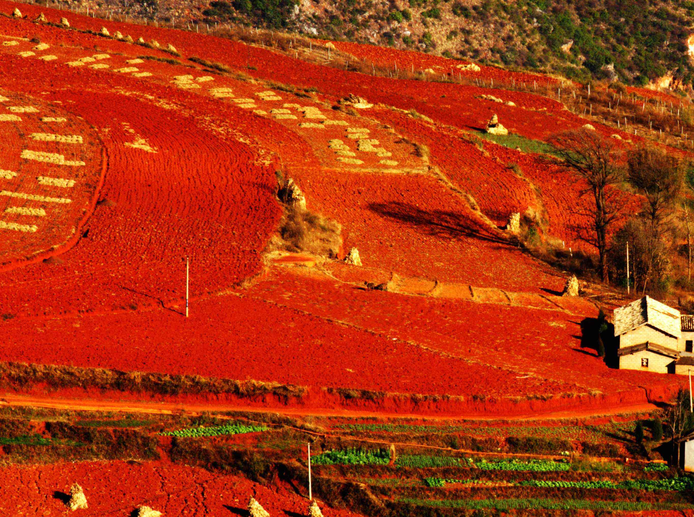 景点在海拔1800-2600之间,因云南东川高温多雨下发育而成的红色土壤