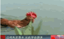 现在的公鸡都学会游泳了,让那些鸭子情何以堪啊!
