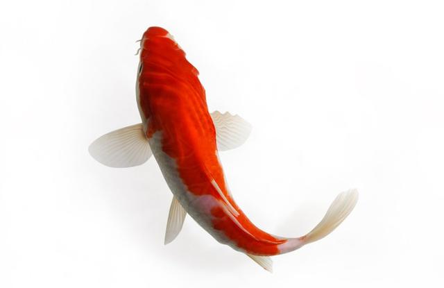 十二星座最适合养的宠物,双鱼是锦鲤,射手座的堪称神相似!