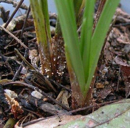 兰花白绢病的防治方法