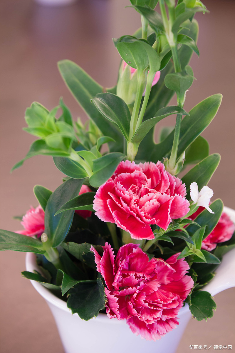 康乃馨的种植方法