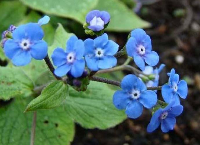 农村这种野草,长得好似牛舌头,它是农民眼中的美味佳肴