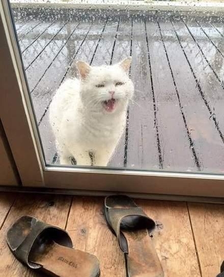 猫咪贪玩出门遇大雨淋成落汤猫,网友却都在责怪主人