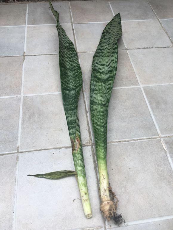 虎皮兰扦插,注意这3点,出根快,长势猛