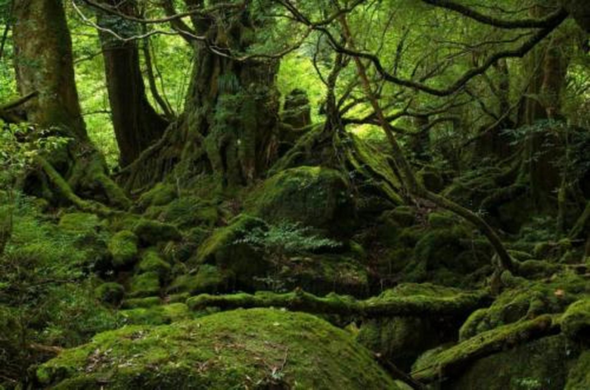 跟着神威旅居三亚#【爱上海南的理由】说起海南的热带原始森林,虽然