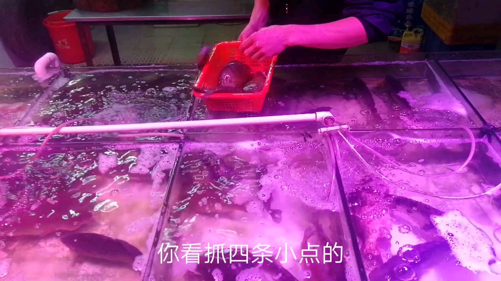 小伙买太阳鱼,一斤二十多块,看着有点像罗非鱼
