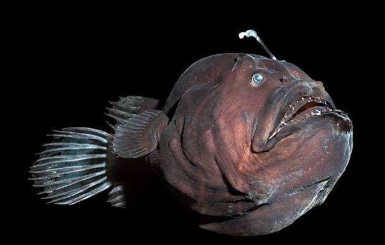 世界能变性的鱼,没有配偶就自己变,一辈子靠雌鱼养活