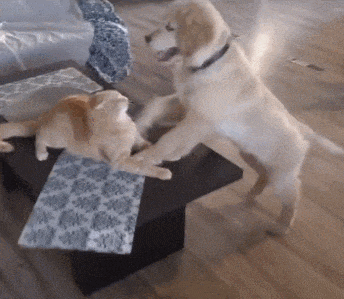 猫和狗打架,哪个更厉害?说出来你可能不信!