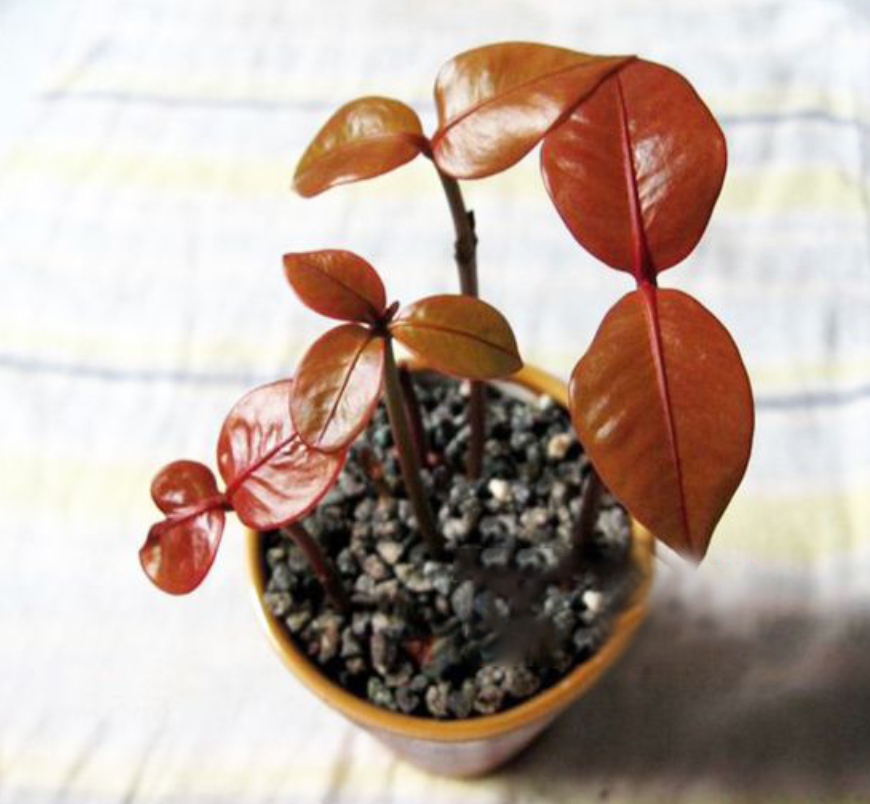 百度爱采购首页 商品专题_盆栽将收集起来的山竹壳掰成小块(或捣碎)