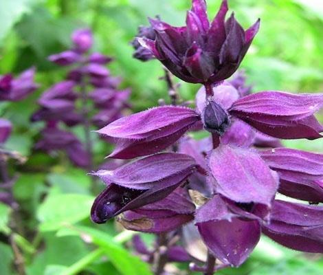 一花一世界,一叶一菩提