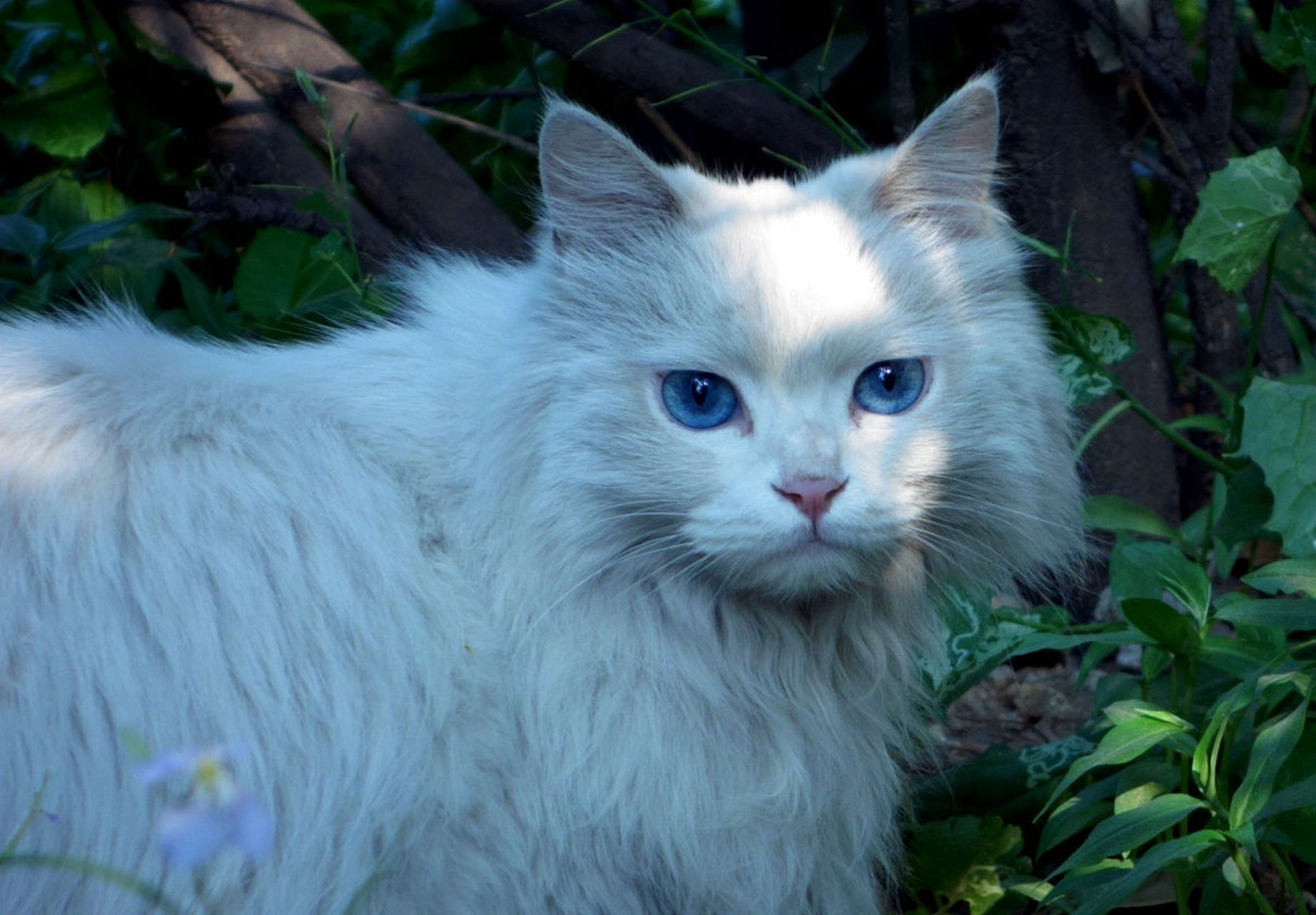 正确认知对异瞳猫保护至