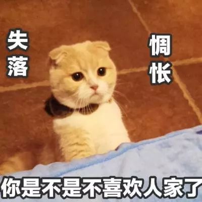 猫咪依赖人的时候,真让人心疼