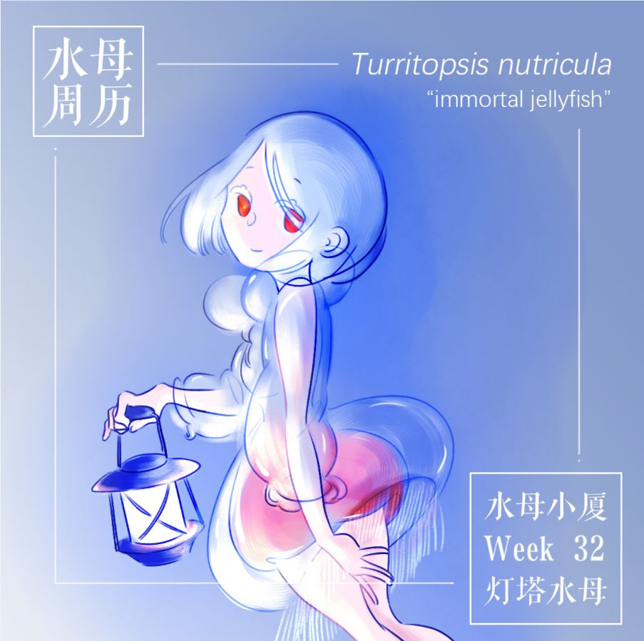 灯塔水母真的能"长生不老"吗?