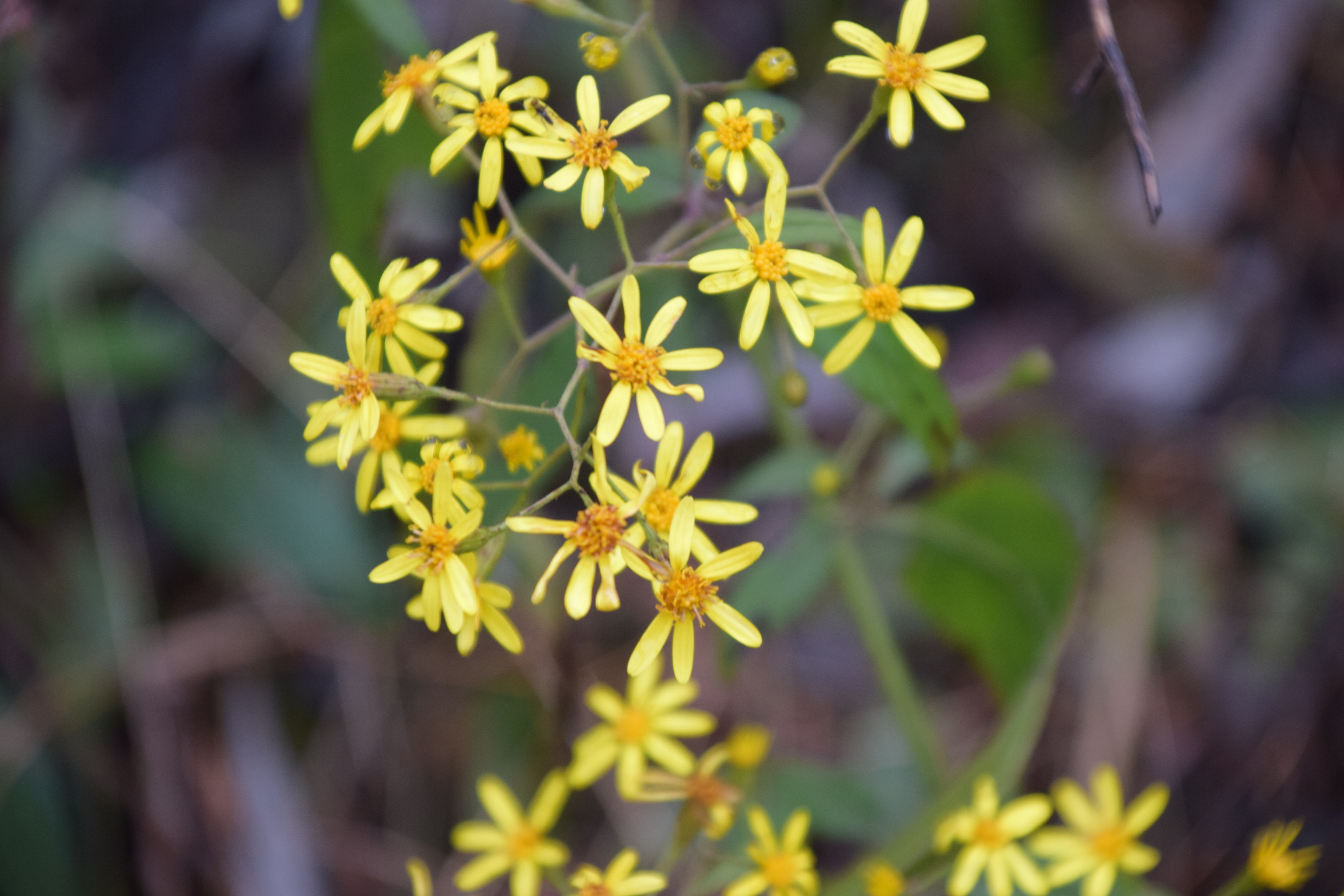 春天里金灿灿的野菊花