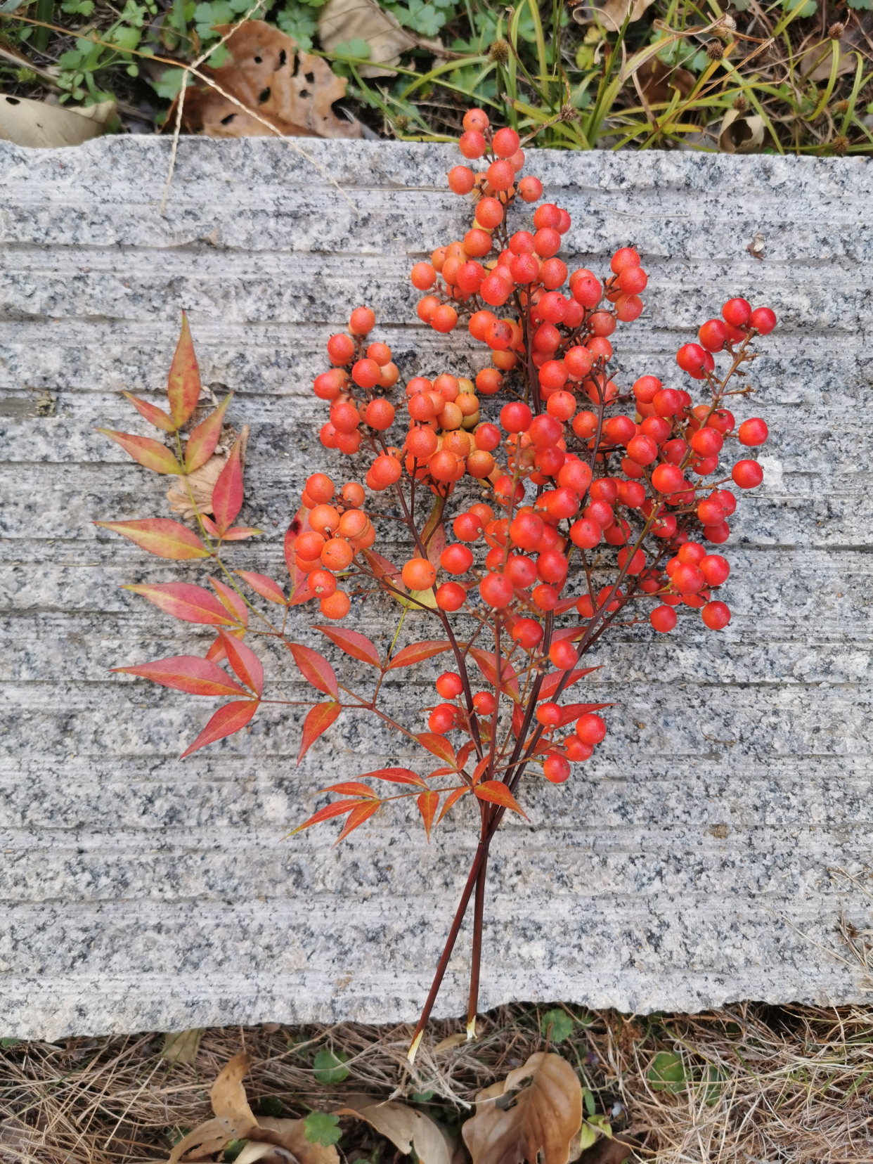 小白菊 百度百科