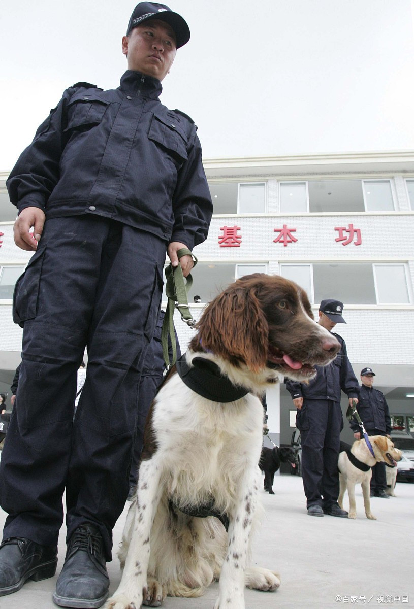 警犬是什么品种的狗