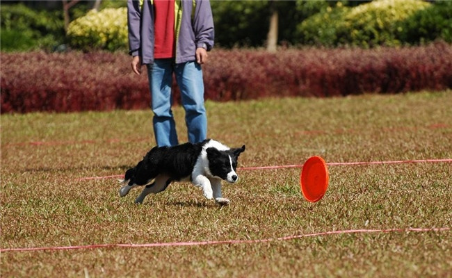 训练狗狗听话的几种方法,一定要记住了,其实很简单