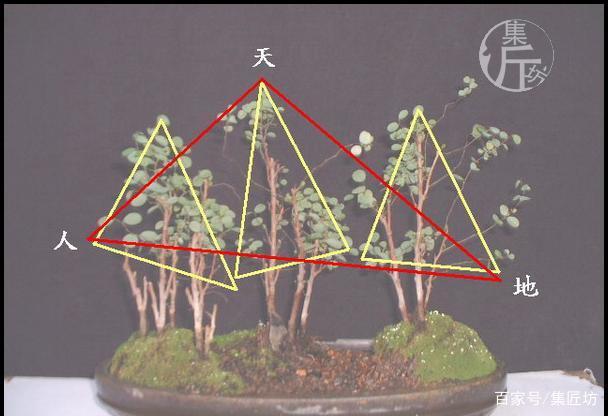 盆景进阶技巧:由浅入深,解析丛林式盆景制作表现技巧,实操分享