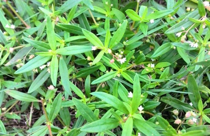 此物在农村不仅很常见,而且价值还贼珍贵,很多人都不了解它