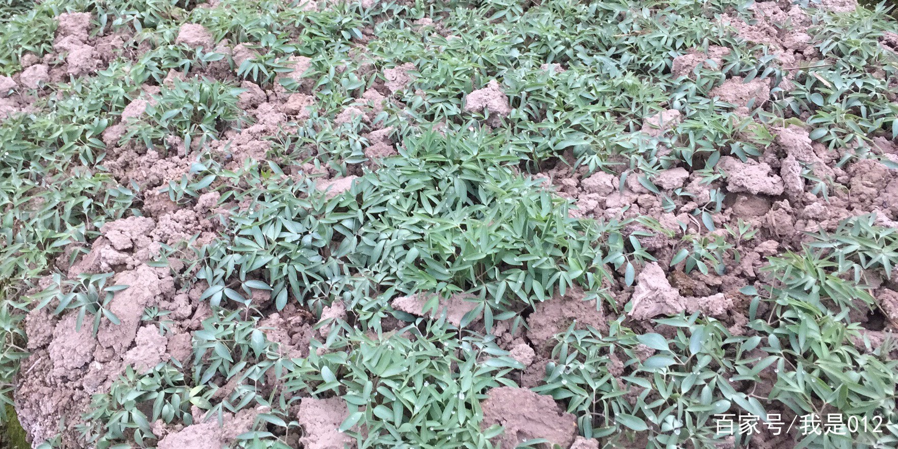 我种的中药材一一元胡(一)