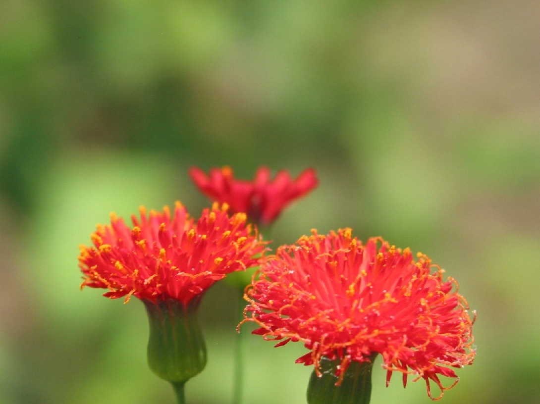 小一点红知识科普,教你轻松识别小一点红