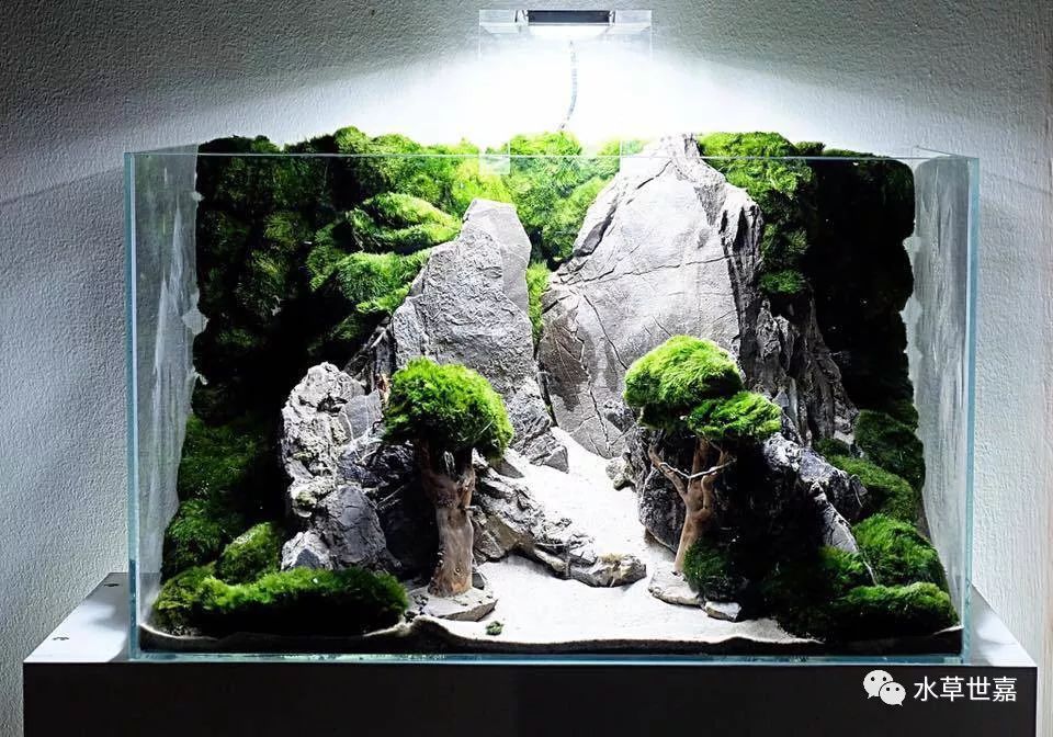 鱼缸里种棵树系列-苔藓缸