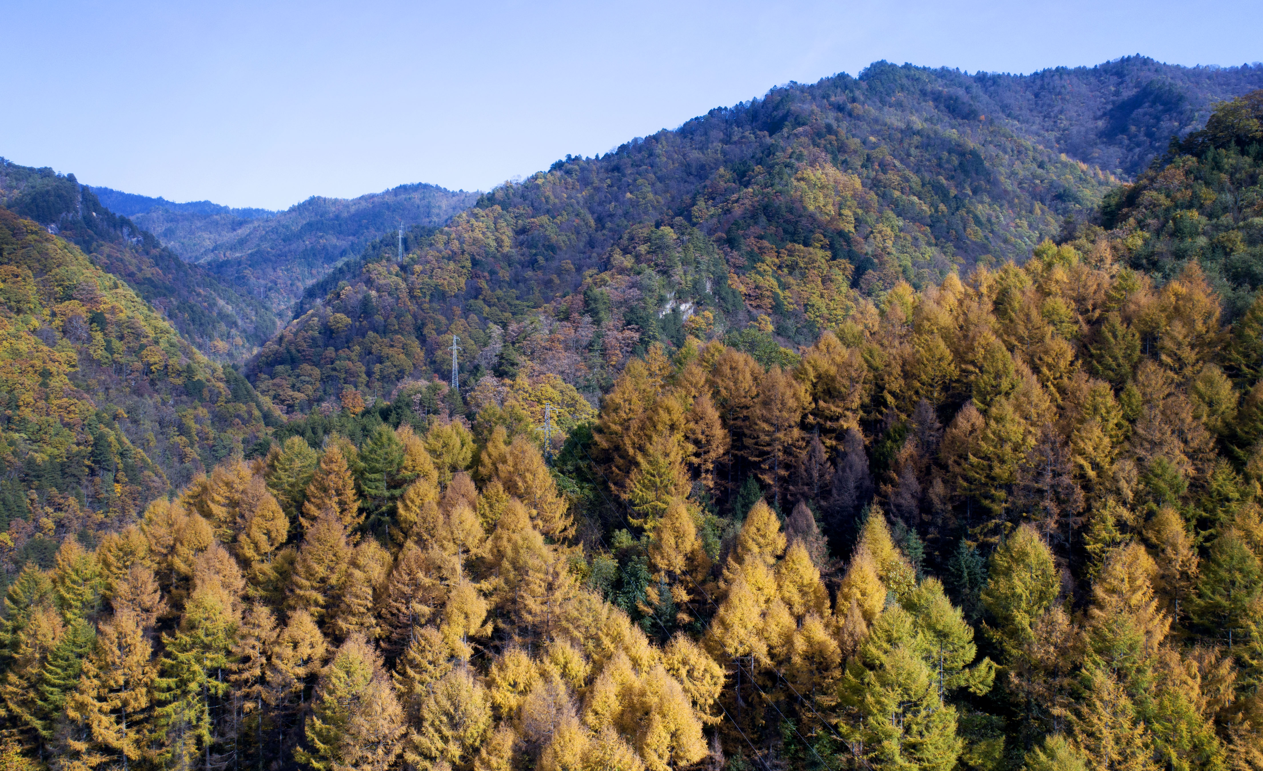 山峦层林尽染图片