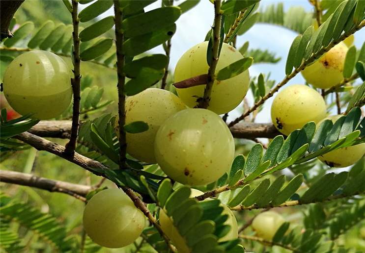 牛甘果的种植方法是怎么样的呢?它的吃法又是怎么样的呢?