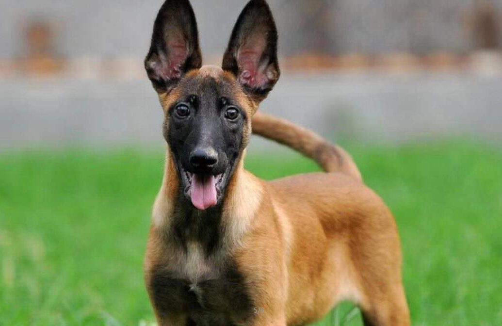 马犬的基本饲养方法你都知道吗?