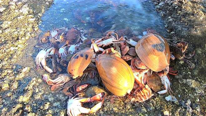 [图]小囿远行赶海遇到怪事，神秘宝地海鲜堆成“小山”，比捡钱还要爽