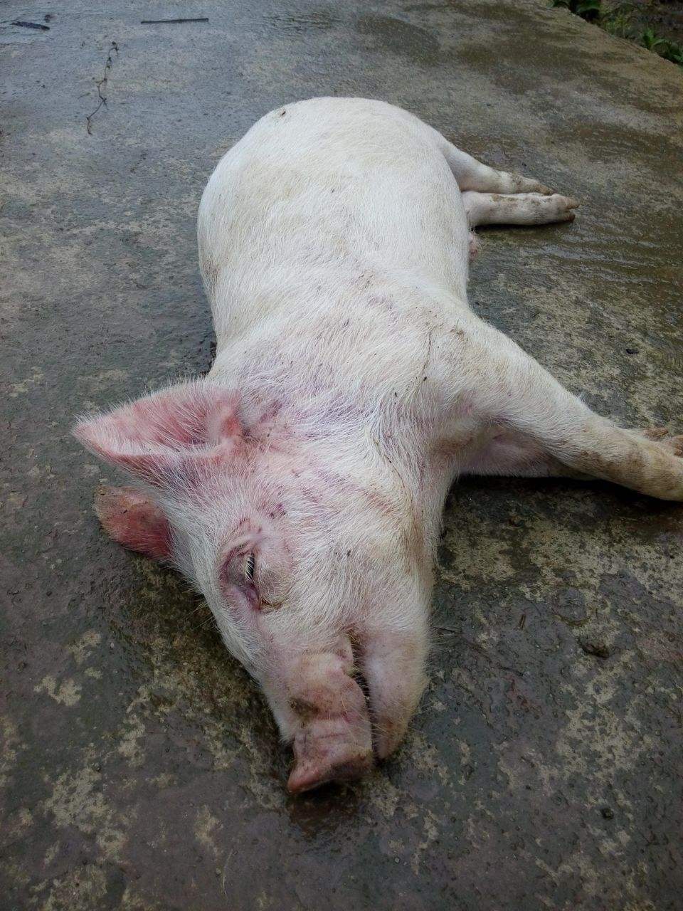 副伤寒对仔猪危害极大,它的类型主要有3种,对症下药是关键!