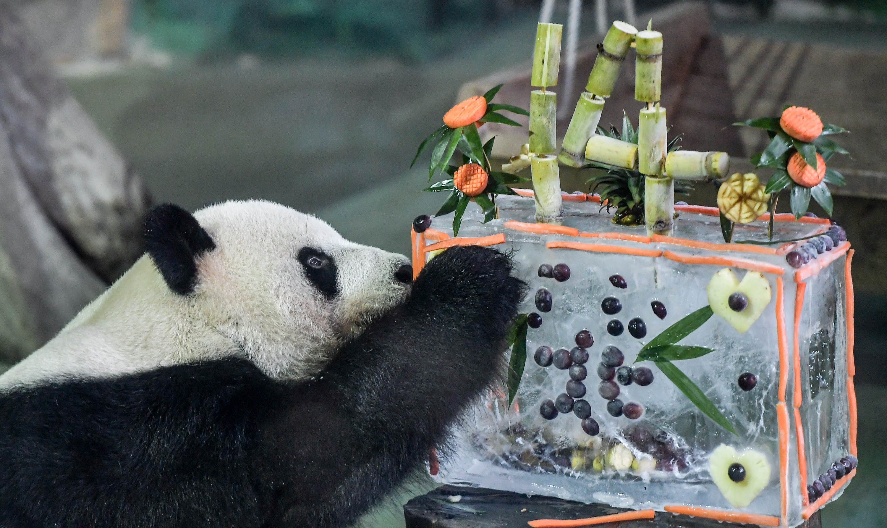 大陆赠台大熊猫"团团""圆圆"欢度14岁生日(1)